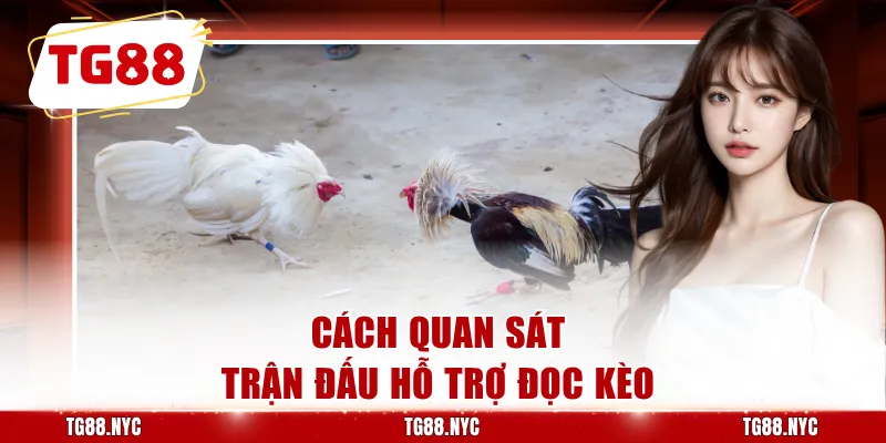 Đá Gà Thomo – Theo Dõi Đá Gà Campuchia Trực Tuyến 4 Cách quan sát trận đấu hỗ trợ đọc kèo