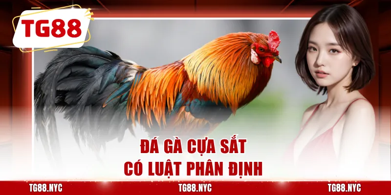 Đá gà cựa sắt có luật phân định