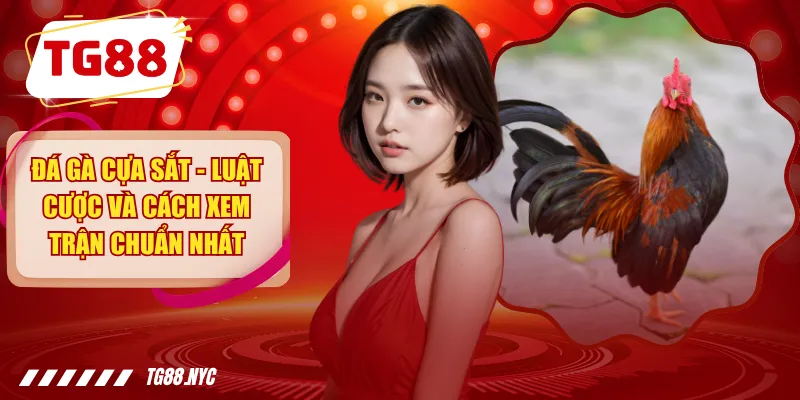 Đá Gà Cựa Sắt - Luật Cược Và Cách Xem Trận Chuẩn Nhất