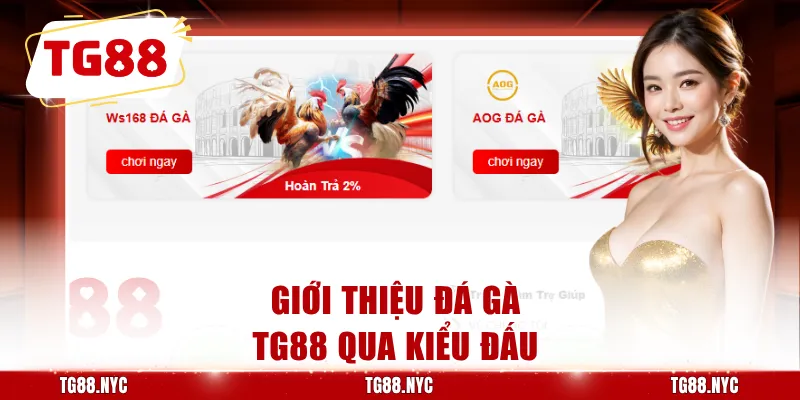 Đá Gà TG88 - Cập Nhật Kèo Đá Gà Và Quy Tắc Cần Biết 1 Giới thiệu đá gà TG88 qua kiểu đấu