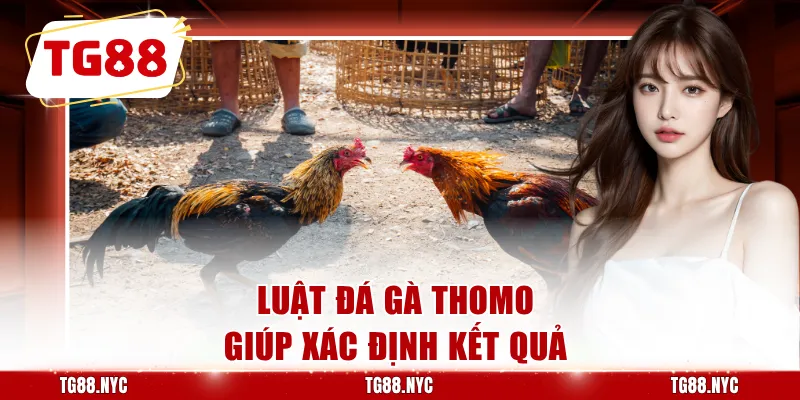 Đá Gà Thomo – Theo Dõi Đá Gà Campuchia Trực Tuyến 2 Luật đá gà Thomo giúp xác định kết quả